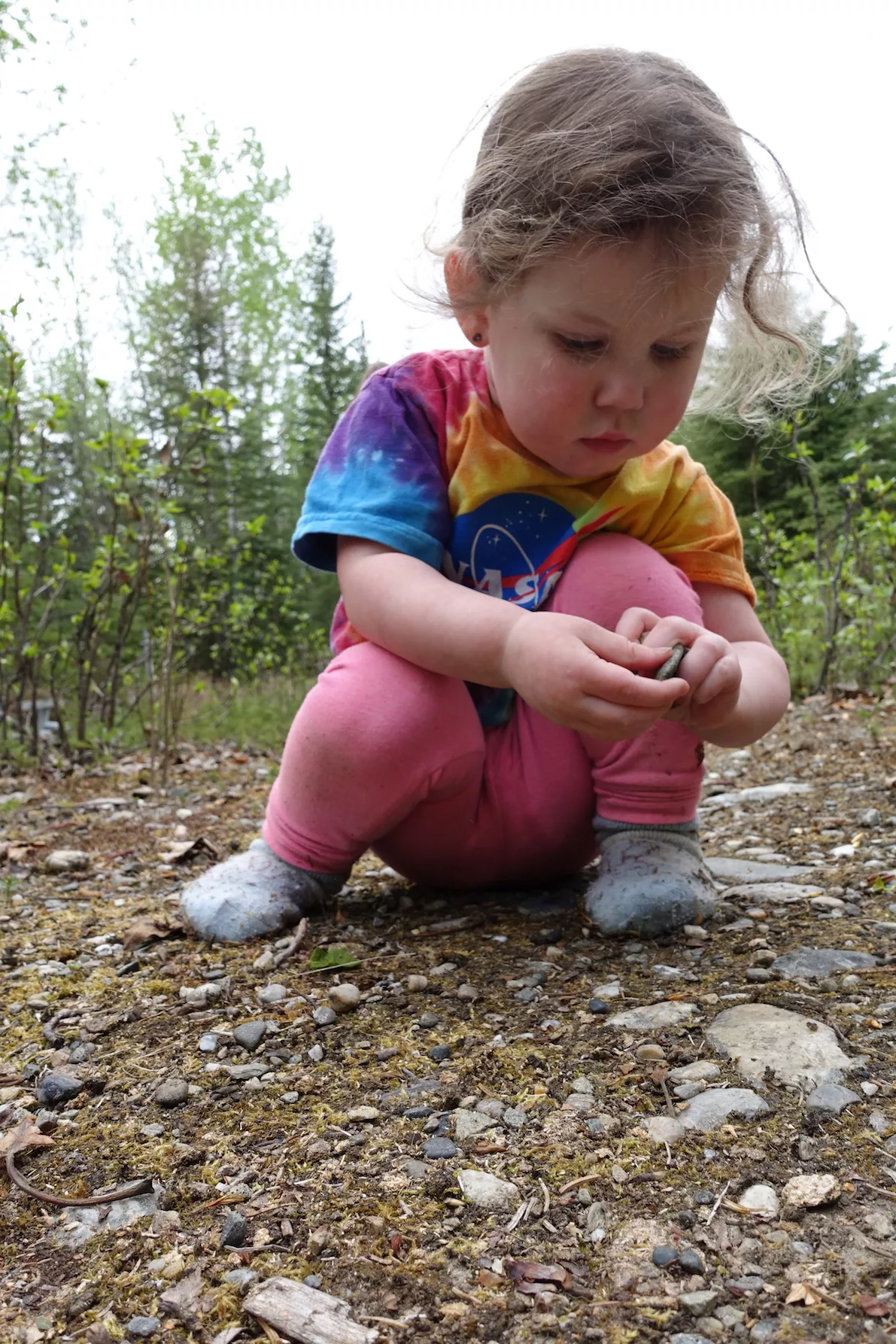 Violet Bulger, 2, collects rocks as she accompanies her mother on a science exploration on the UAF campus May 22, 2024.