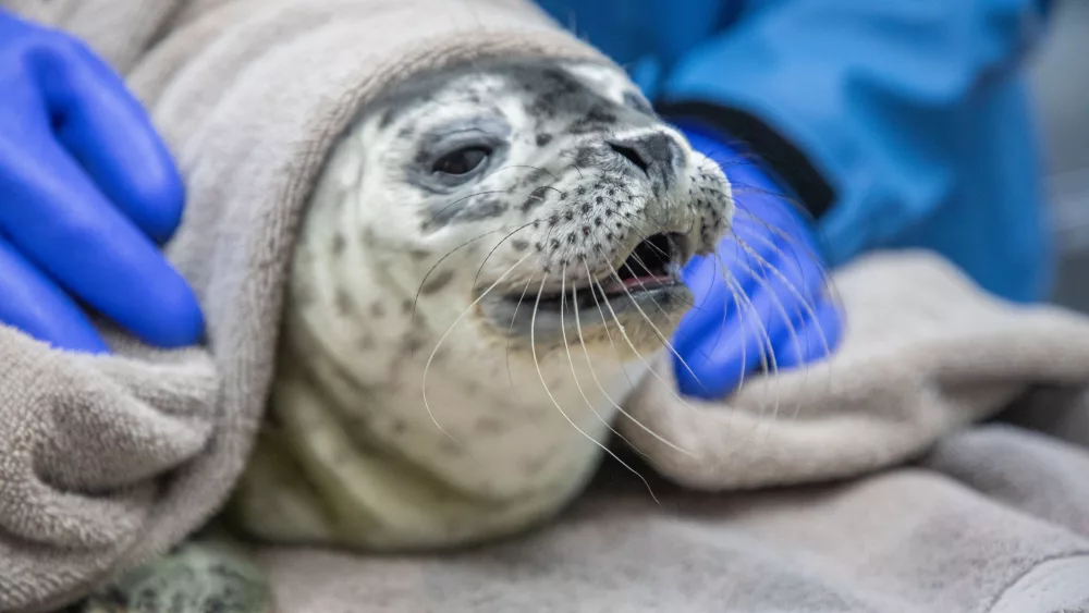 ALASKA SEALIFE CENTER ADMITS TWO ADDITIONAL HARBOR SEAL PUPS, ONE PREMATURE