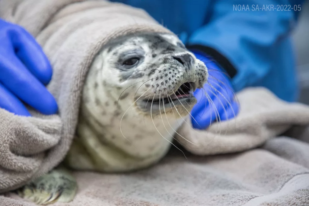 ALASKA SEALIFE CENTER ADMITS TWO ADDITIONAL HARBOR SEAL PUPS, ONE PREMATURE