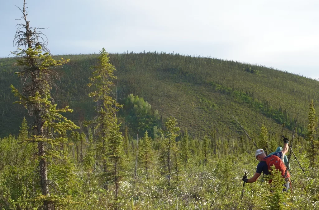 Bruno Grunau and Forest Wagner negotiate trail-less country during the AlaskAcross 2024 race from Eagle Summit to Chena Hot Springs resort. Photo by Ned Rozell.