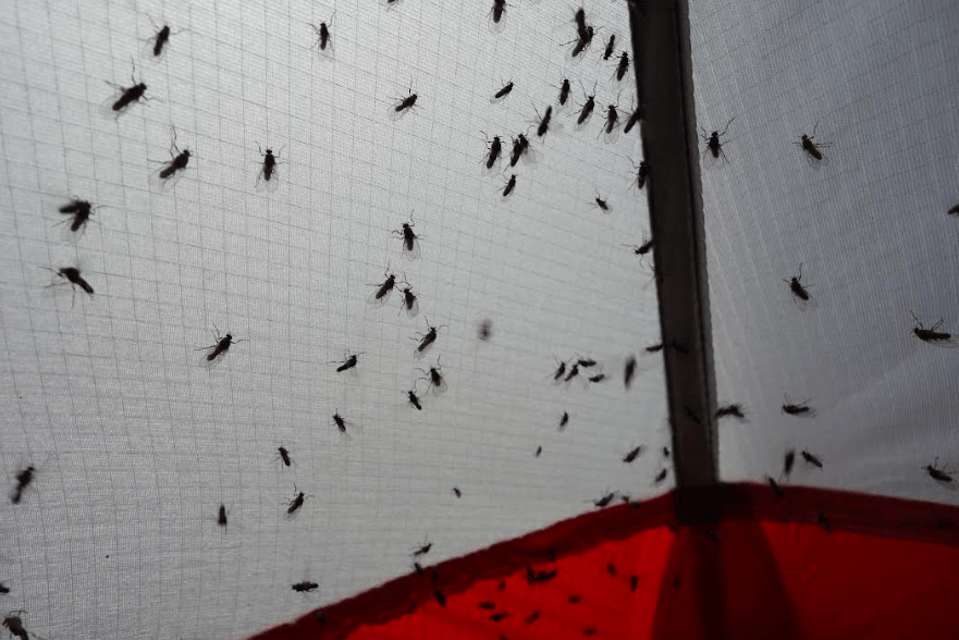 Flies. Insects like these flies clinging to a tent seem to be in ample supply in Alaska’s boreal forest. Photo by Ned Rozell.