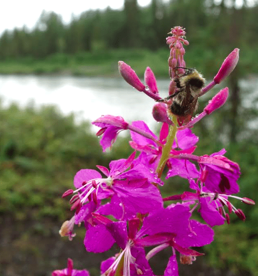 Insects like this bee clinging to a fireweed blossom seem to be in ample supply in Alaska’s boreal forest. Photo by Ned Rozell.