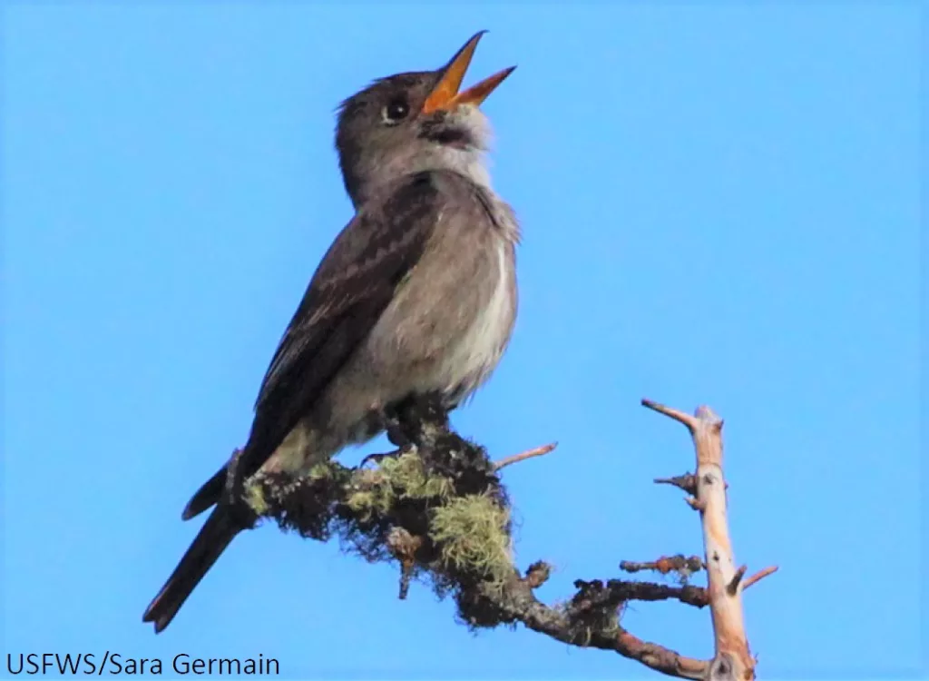 Birds like this singing olive-sided flycatcher are dependent upon the many insects now buzzing over and on Alaska. Photo by Sara Germain.