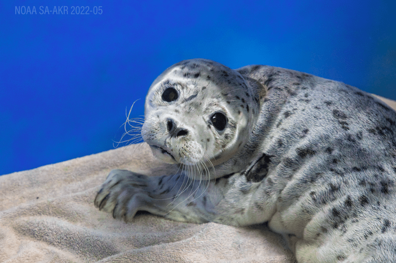ASLC admits two more harbor seal pups, bringing total number of patients to six