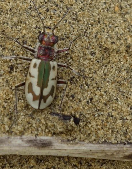 A tiger beetle roams the sands of Nogahabara Dunes 35 miles west of Huslia. Photo by Ned Rozell.