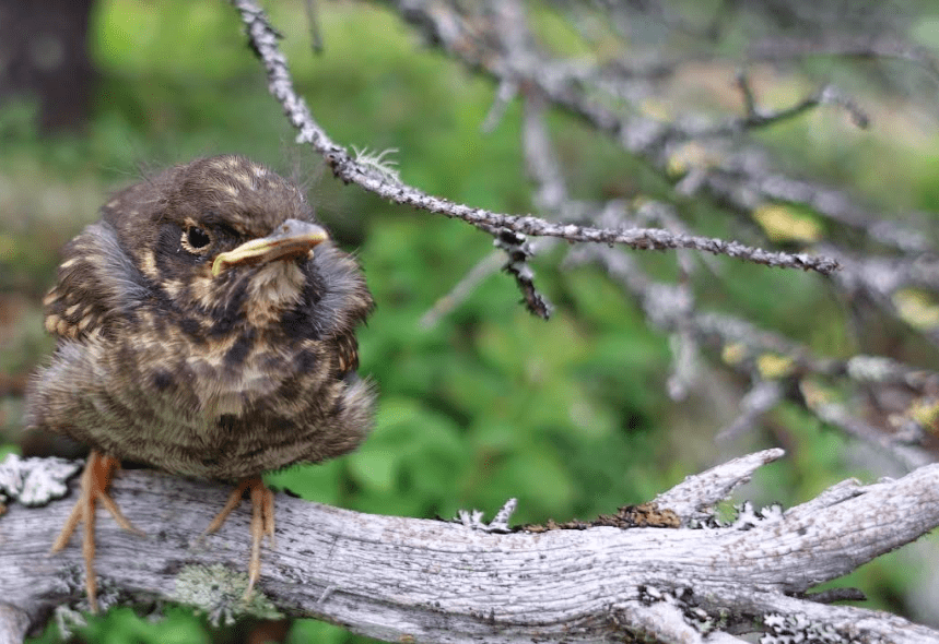 A Swainson’s thrush fledgling calls for its mother in the forested sand dune adjacent to the active Nogahabara Dunes 35 miles west of the village of Huslia. Photo by Ned Rozell.