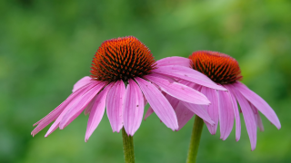 Purple flower