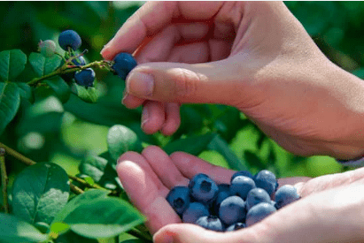 Berry picking, blueberries