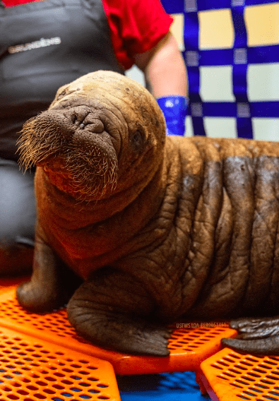 Photo credit: Kaiti Grant | Alaska SeaLife Center