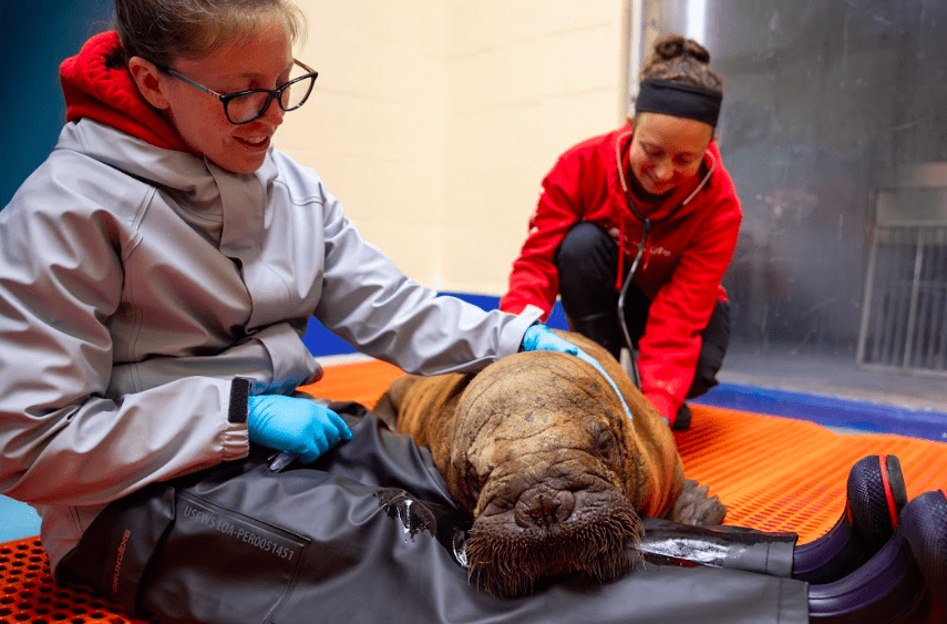 ASLC Veterinary Fellow Dr. Casey Martinez (right) listens to the orphaned female Pacific walrus calf’s heart and lungs while ASLC Laboratory Technician Natalie Hunter (left) comforts the calf on July 22, 2024. Walruses are rare patients for the Wildlife Response Department, with only eleven total and just one other female since the ASLC opened in 1998.