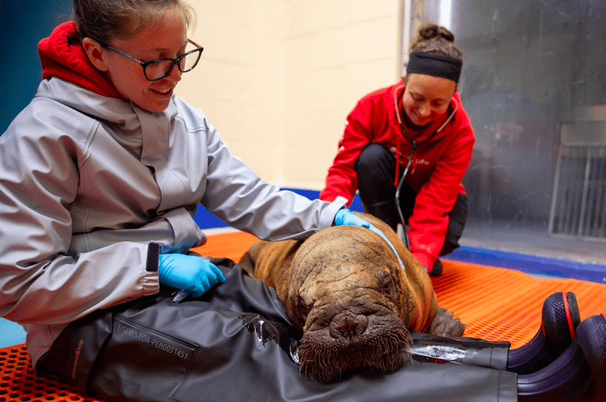ASLC Veterinary Fellow Dr. Casey Martinez (right) listens to the orphaned female Pacific walrus calf’s heart and lungs while ASLC Laboratory Technician Natalie Hunter (left) comforts the calf on July 22, 2024. Walruses are rare patients for the Wildlife Response Department, with only eleven total and just one other female since the ASLC opened in 1998.