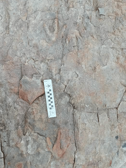 Meat-eating theropod dinosaurs left their tracks in mud 90 million to 100 million years ago as they travelled different directions across a spot now exposed by the upper Colville River. Photo by Patrick Druckenmiller, UA Museum of the North.