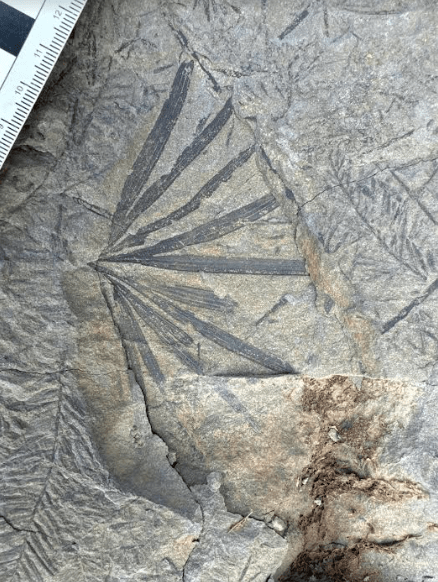 Ninety million to 100 million years since it last pulled in carbon dioxide, a ginkgo leaf fossil remains on a rock of the upper Colville River. Photo by Patrick Druckenmiller, UA Museum of the North.