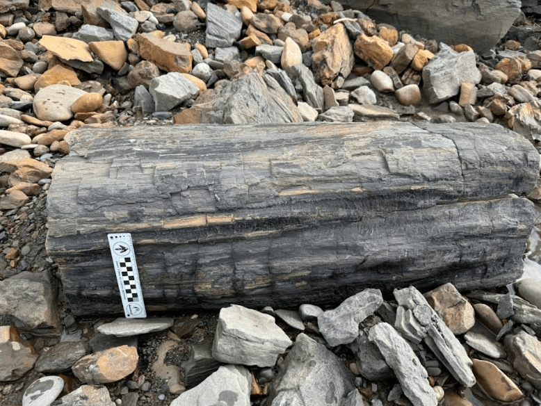 A petrified tree trunk rests on the beach of the upper Colville River. Photo by Patrick Druckenmiller, UA Museum of the North.