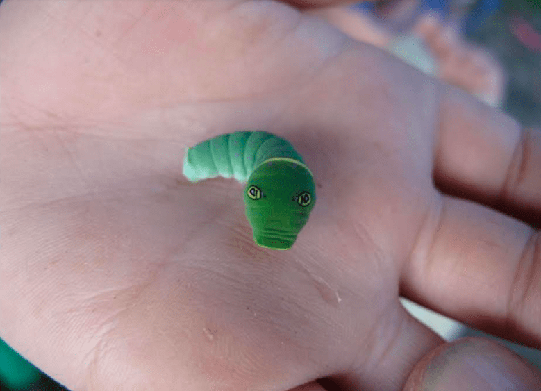 A caterpillar with false eyes rears up on the hand of Alaska visitor Garrett Ast. Photo by Ned Rozell.