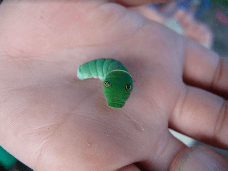 A caterpillar with false eyes rears up on the hand of Alaska visitor Garrett Ast. Photo by Ned Rozell.