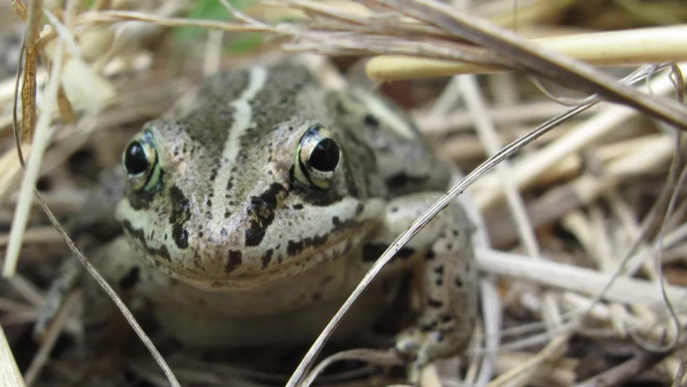 A wood frog pauses in the forest just off the Yukon River near the mouth of the Nation River. Photo by Ned Rozell.