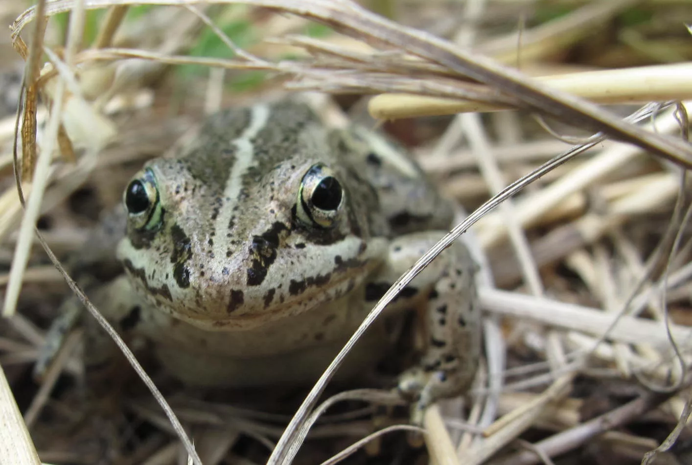  A wood frog pauses in the forest just off the Yukon River near the mouth of the Nation River. Photo by Ned Rozell.