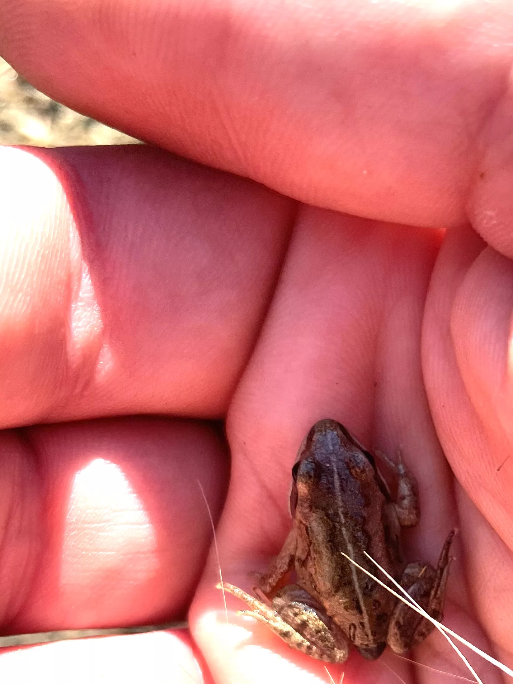 The author cups a tiny wood frog on the UAF campus in August 2024. Photo by Ned Rozell.