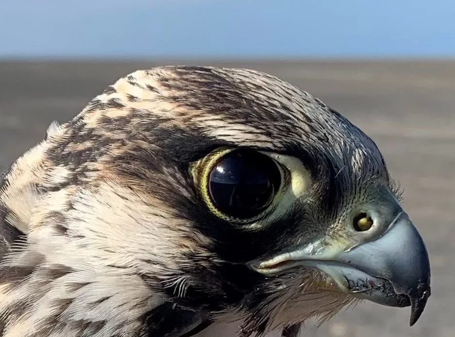 A male peregrine falcon that hatched in 2023 looks at the biologist who captured him on South Padre Island in Texas in late 2023. Photo courtesy Padre Island Peregrine Falcon Survey.