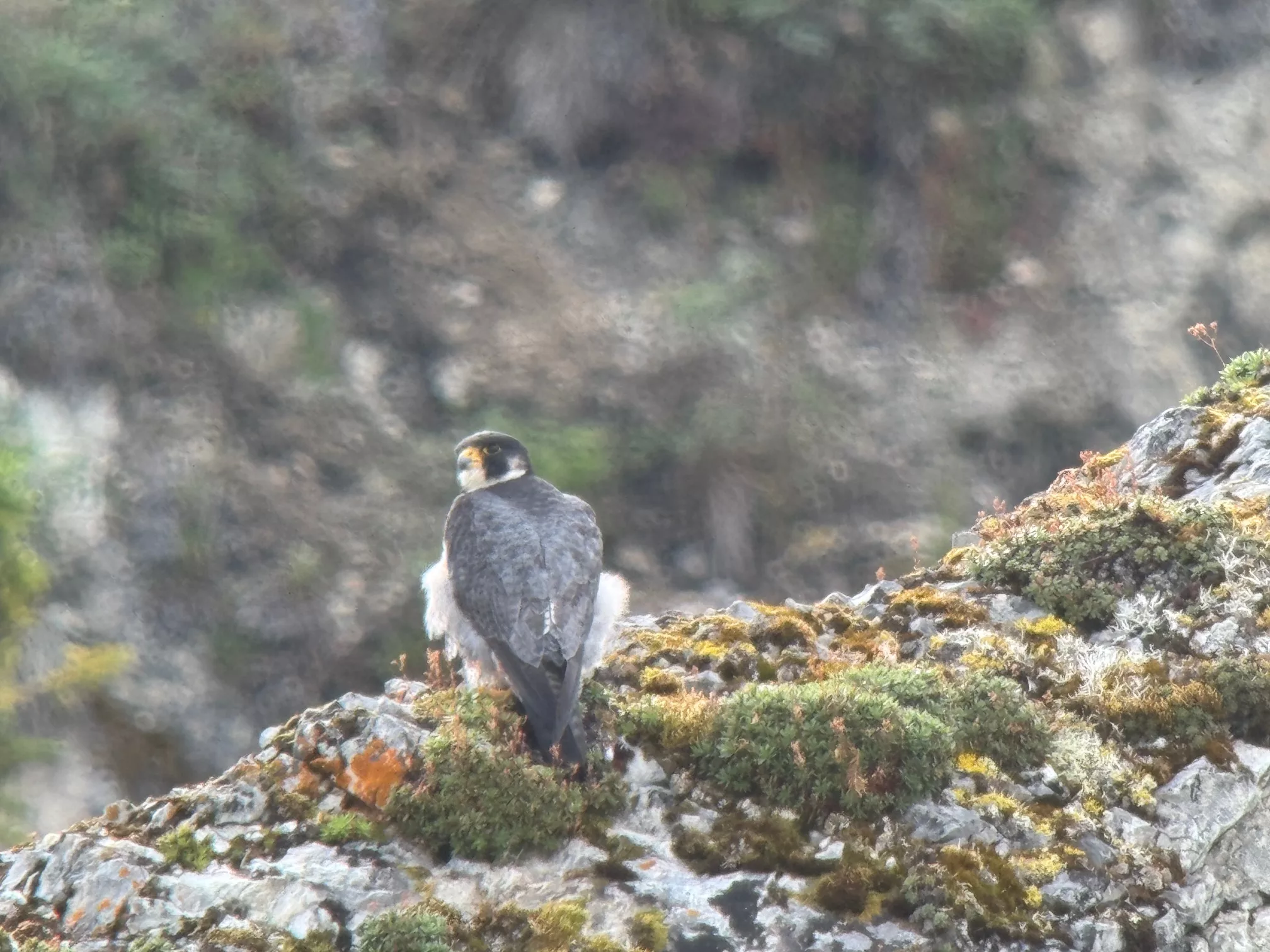 A peregrine falcon perches on a bluff above the conjunction of Takoma Creek and the Yukon River in summer 2024. Photo by Skip Ambrose.

