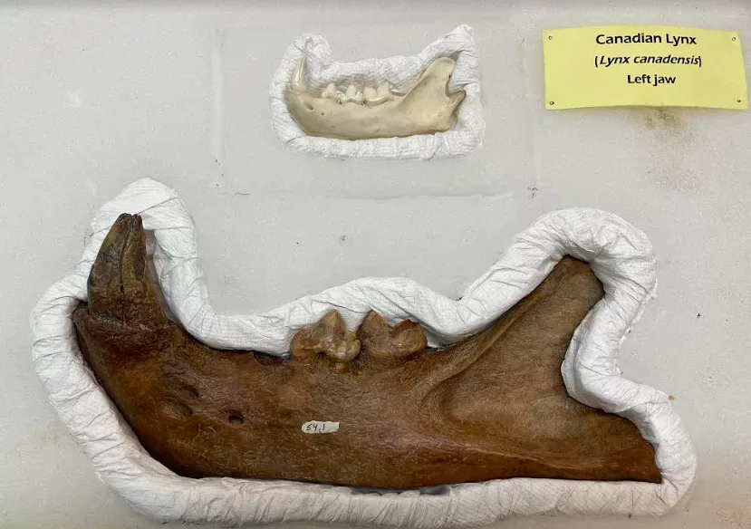 1. An American lion jawbone found in the Yukon Territory is displayed next to a lynx jawbone in the Yukon-Beringia Interpretive Centre in Whitehorse, Yukon. Photo by Ned Rozell.