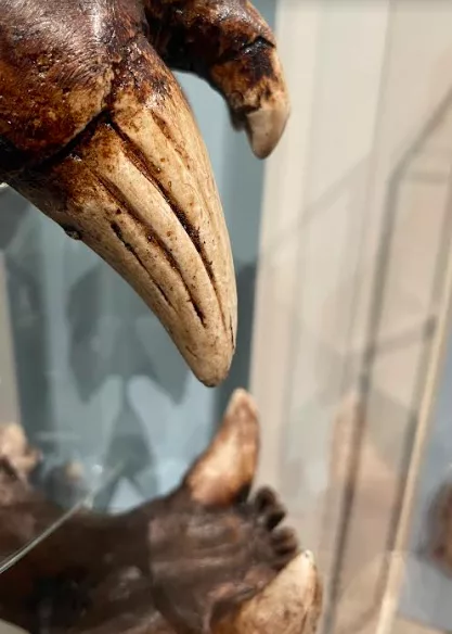 An upper incisor (fang) of an American lion skull on display in the University of Alaska Museum of the North. Photo by Ned Rozell.