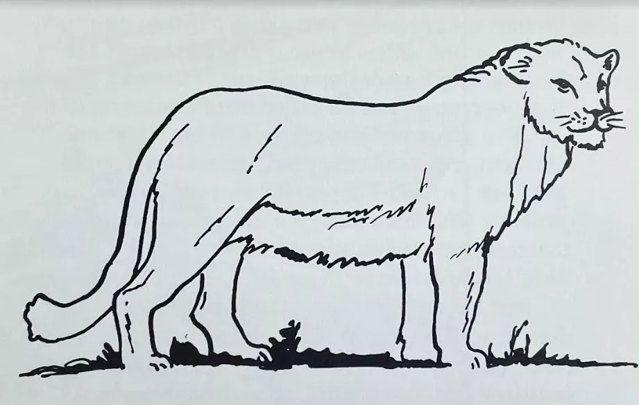 Dale Guthrie’s drawing of an ice-age lion that lived in Alaska. From Blue Babe: The Story of a Steppe Bison Mummy from Ice Age Alaska by Mary Lee Guthrie.