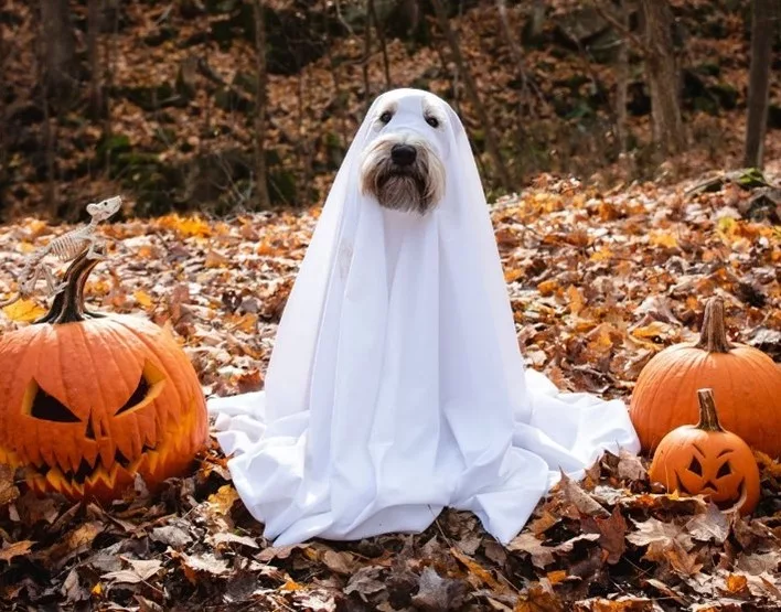 Howl-o-ween photo, Dog in a ghost costume