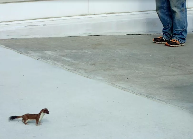 1. A short-tailed weasel pauses at the entrance to a building on the campus of the University of Alaska Fairbanks. Photo by Ned Rozell.