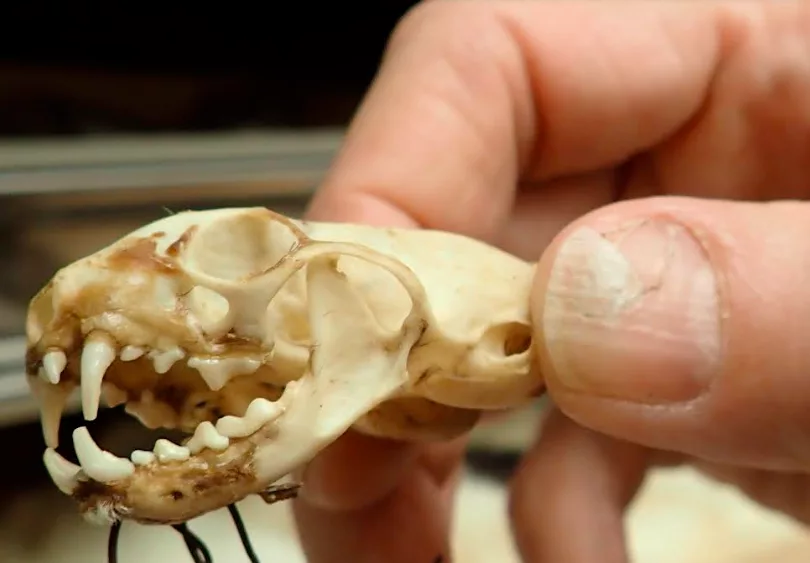 Link Olson holds the skull of a short-tailed weasel that a mountaineer donated to the University of Alaska Museum of the North.