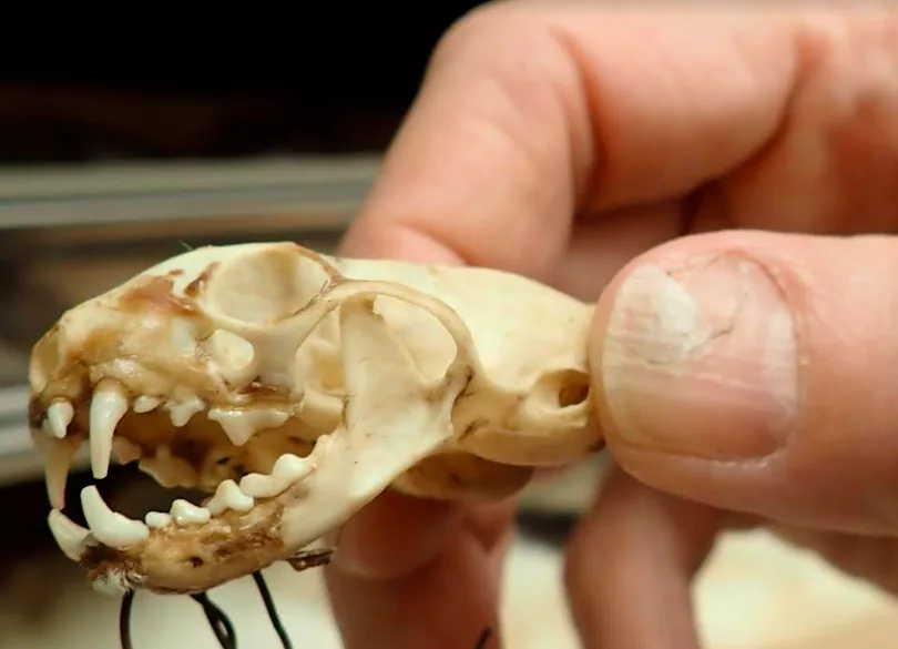 Link Olson holds the skull of a short-tailed weasel that a mountaineer donated to the University of Alaska Museum of the North.