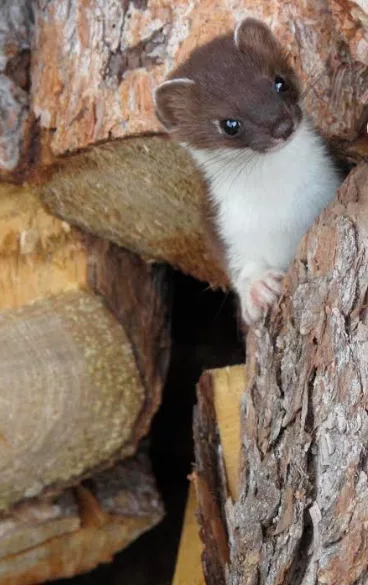 A short-tailed weasel defends its spot in a wood pile on the porch of a cabin within Denali National Park. Photo by Ned Rozell.