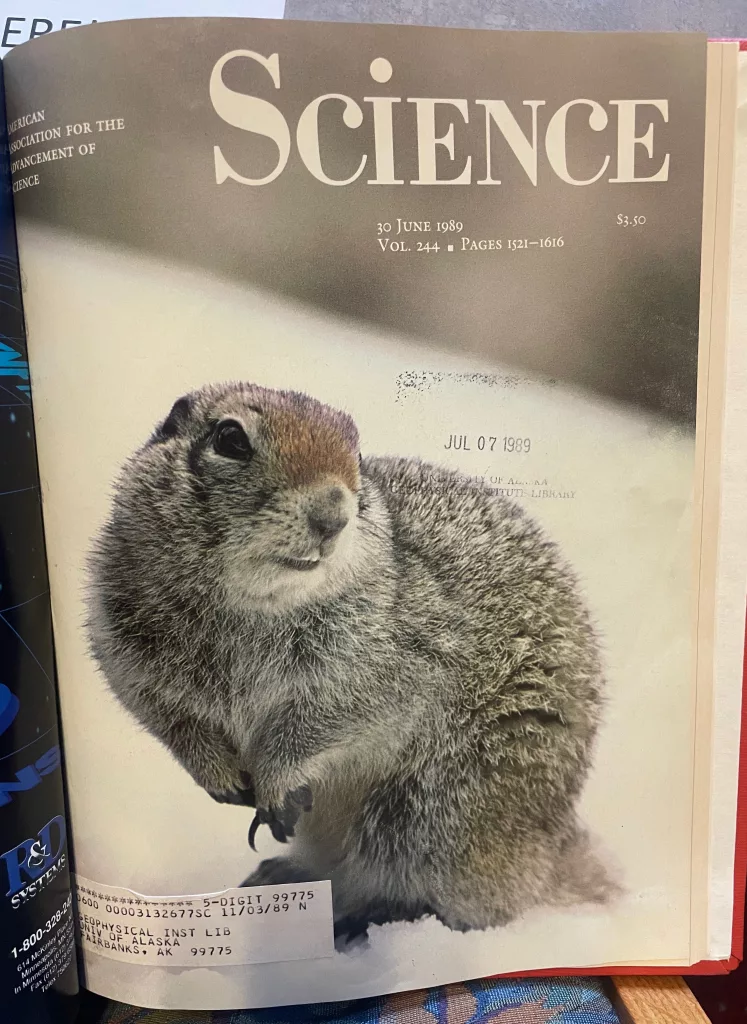 An Arctic ground squirrel that appeared on the cover of the journal Science on June 30, 1989. Brian Barnes wrote about how ground squirrels he studied dropped their body temperatures to as low as -2.9 degrees C without freezing. Cover photo by Steve Moffitt.