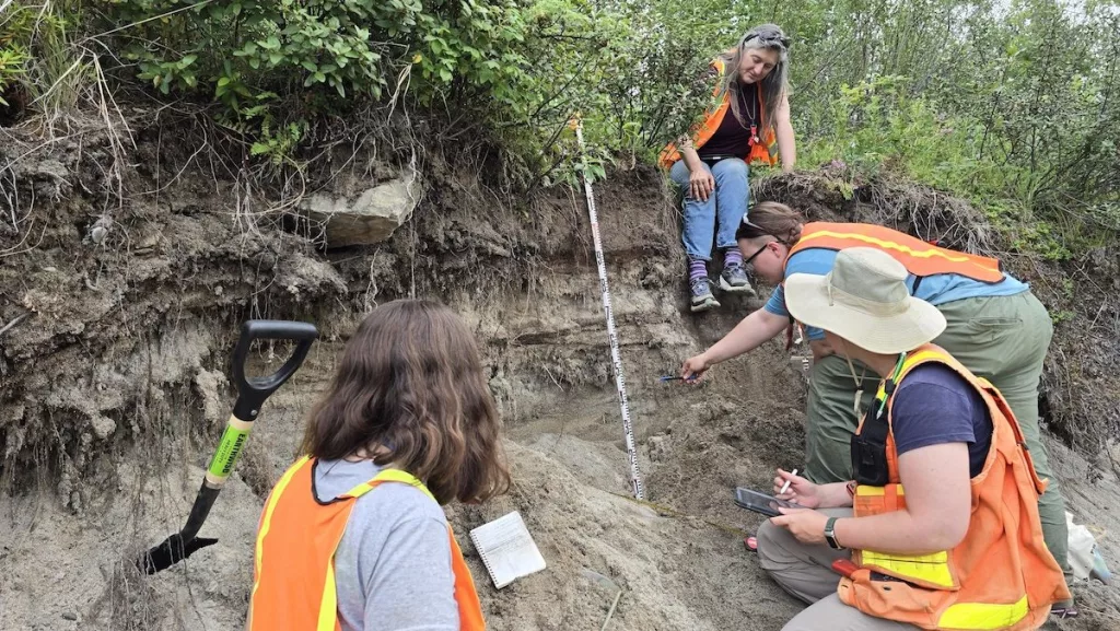 Jessica Larsen, sitting, overlooks a group of students collecting White River ash from a roadside outcrop east of Koidern in the Yukon on July 21, 2024. The ash is from an eruption of Alaska’s Mount Churchill about 1,200 years ago. Photo by Florian Hofmann.