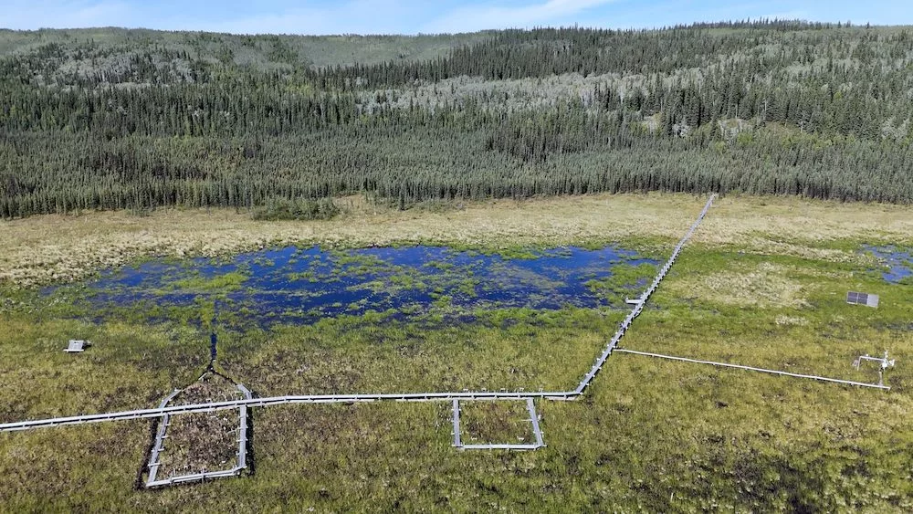 A research plot at Bonanza Creek Long Term Ecological Research site maintained by scientists with the University of Alaska Fairbanks Institute of Arctic Biology. Photo by Grant Falvo.