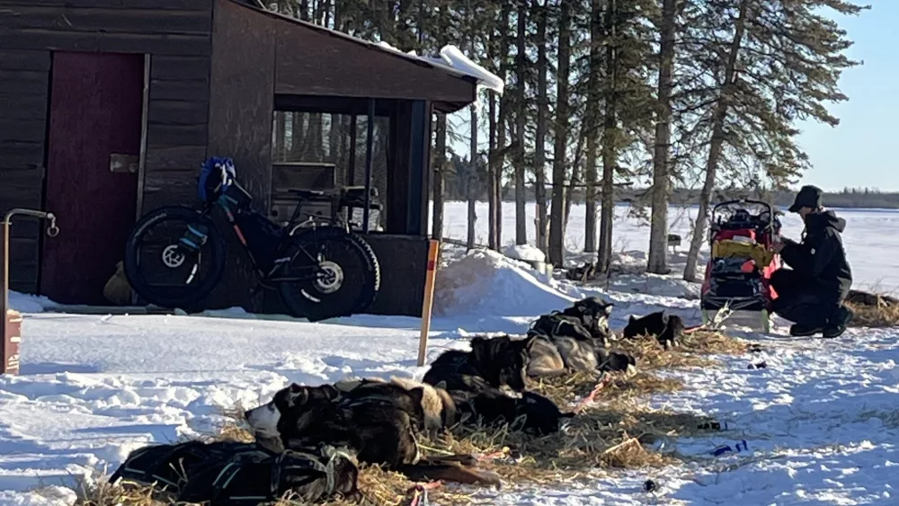 Iditarod musher Anna Berrington tends to her dogs outside a structure on the grounds of Tolovana Roadhouse, 30 miles from Manley Hot Springs. Photo by Ned Rozell.