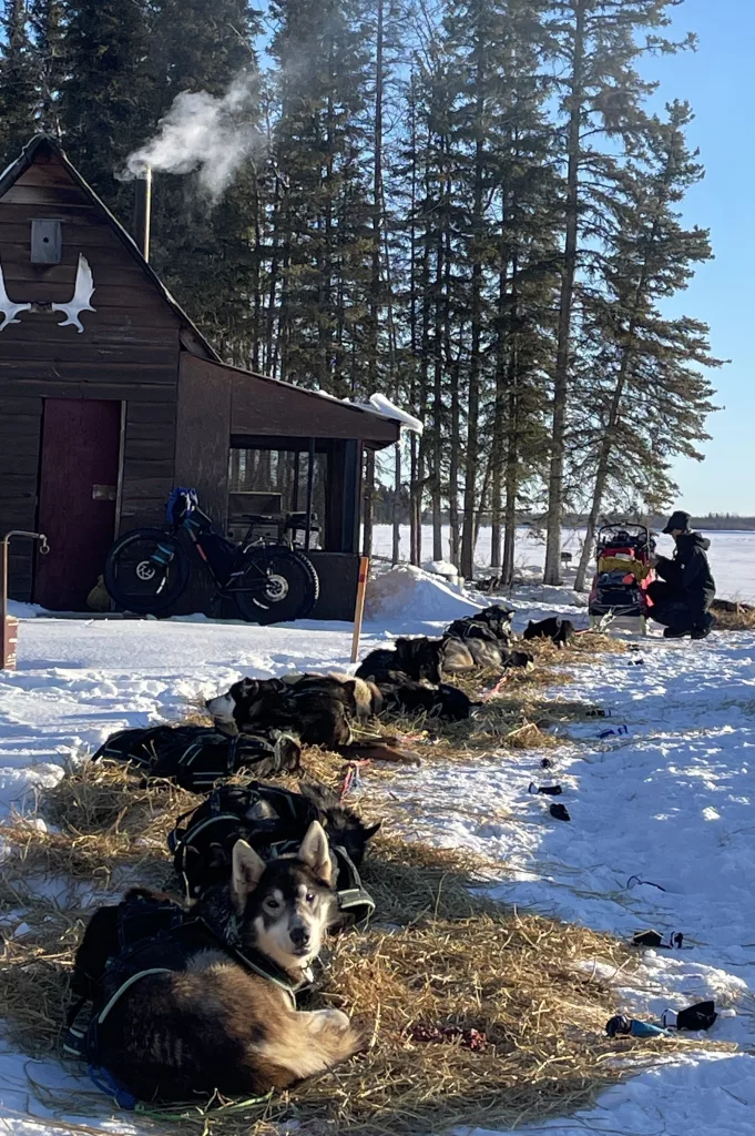 Iditarod musher Anna Berrington tends to her dogs outside a structure on the grounds of Tolovana Roadhouse, 30 miles from Manley Hot Springs. Photo by Ned Rozell.