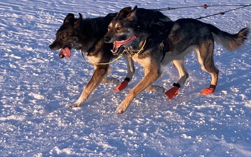 3. Two sled dogs in a team driven by musher Alison Lifka begin a trip to Fairbanks after following a trail to Minto Flats from the village of Minto. Photo by Ned Rozell.