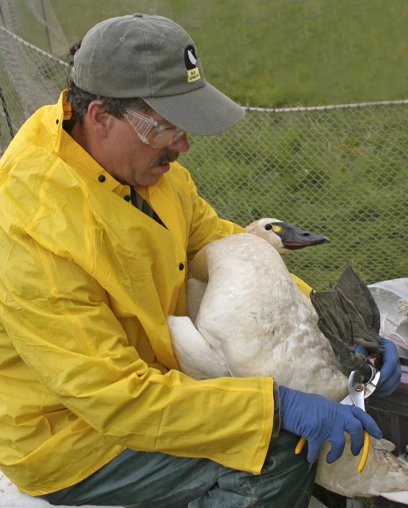 Biologist Craig Ely bands a tundra swan in the Yukon Delta National Wildlife Refuge in 2020. Photo by Donna Dewhurst.