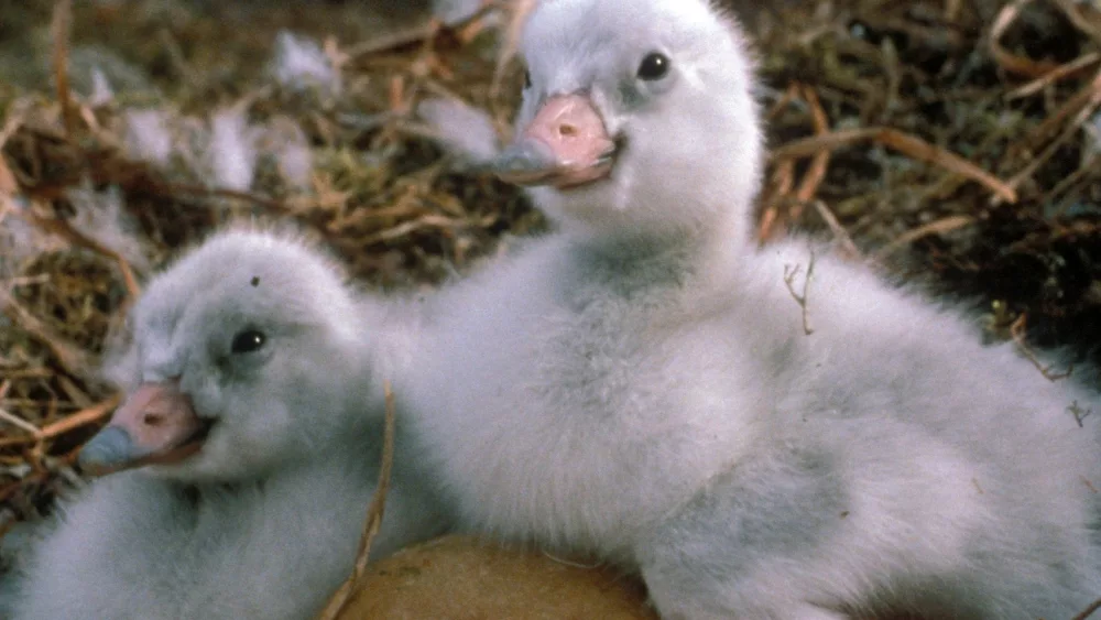 Cygnets, newly hatched tundra swans, in western Alaska. Photo by Craig Ely.