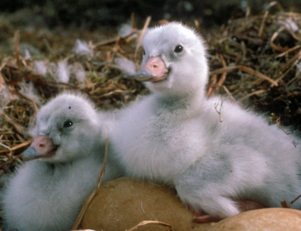 Cygnets, newly hatched tundra swans, in western Alaska. Photo by Craig Ely.