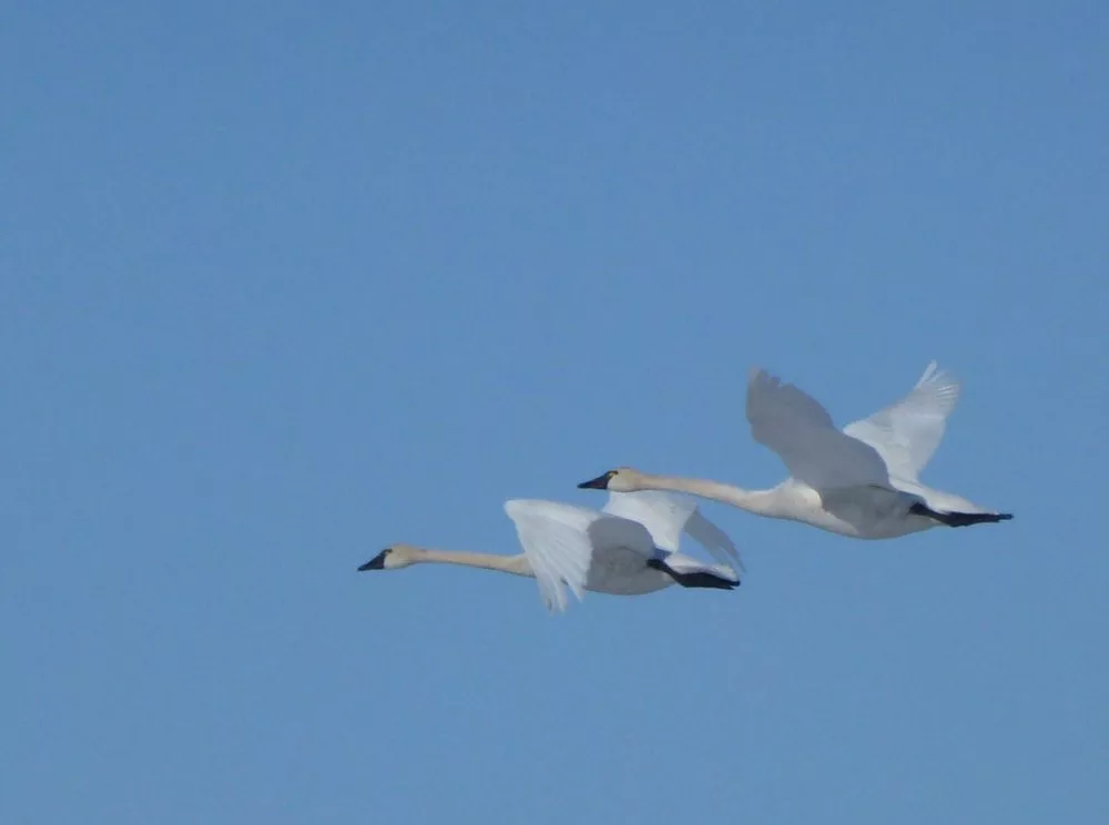 Tundra swans fly over western Alaska. Photo by Craig Ely.
