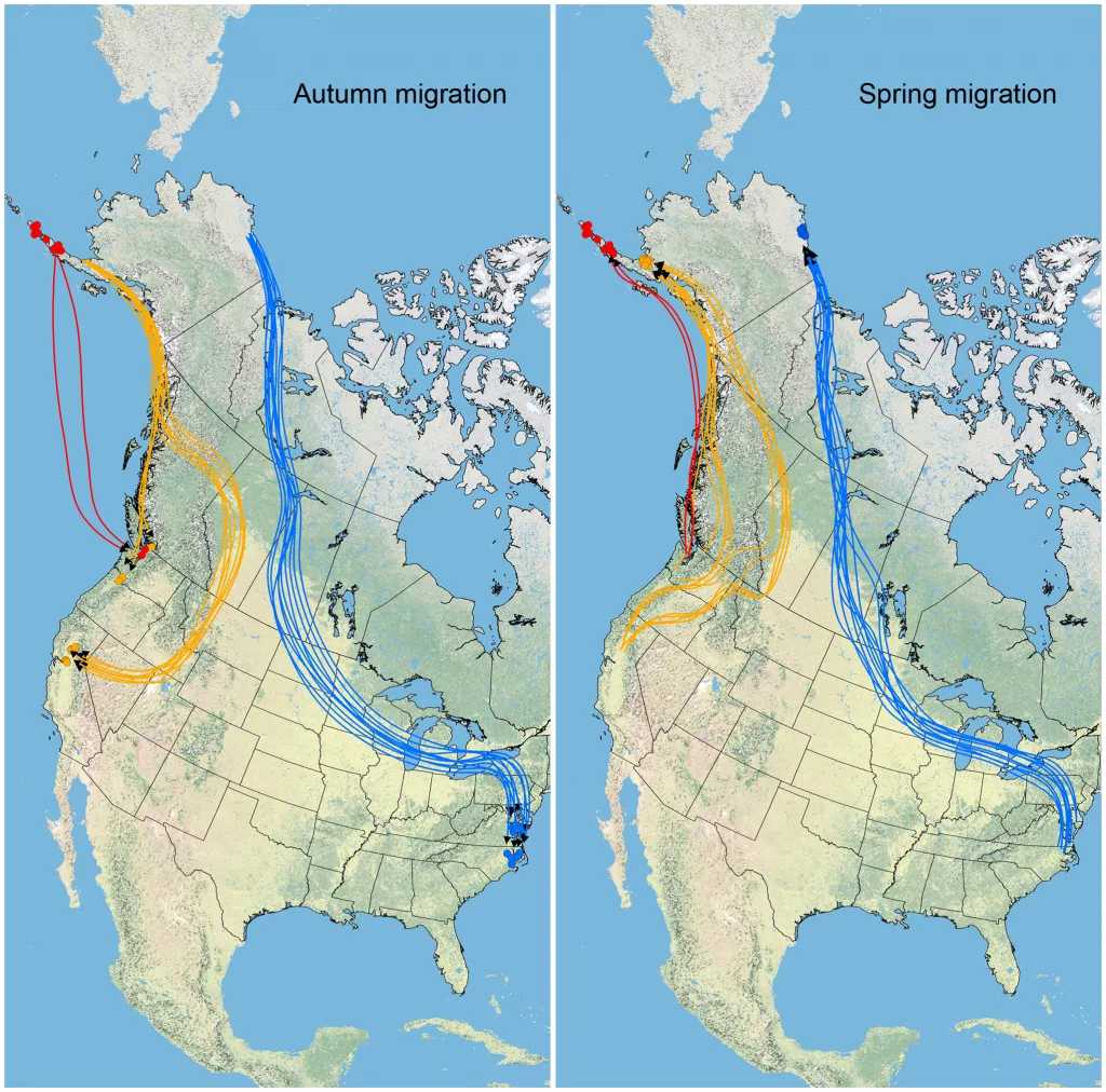 tundra swan pathways