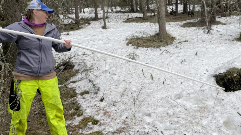 Leanne Bulger extends a plastic pipe into a hole in the ground possibly caused by thawing permafrost. Photo by Ned Rozell.