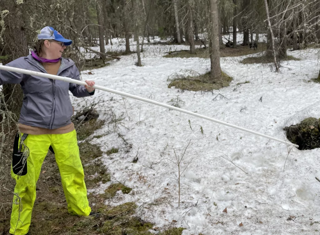 Leanne Bulger extends a plastic pipe into a hole in the ground possibly caused by thawing permafrost. Photo by Ned Rozell.