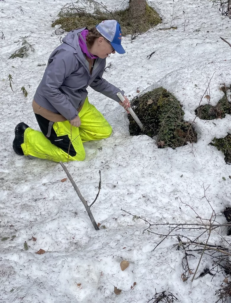 Leanne Bulger slides a plastic pipe into a hole in the ground possibly caused by thawing permafrost. The pole, with an extension, reached 13 feet when she hit the bottom of the cavity. Photo by Ned Rozell.