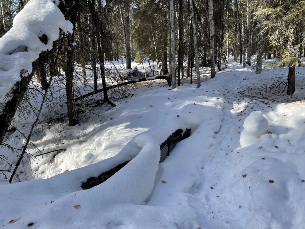 A frost chimney rises to the right of a trail through the woods on the UAF campus. The chimney formed in late winter 2024 as moist air rose from a hole in the ground. Photo by Ned Rozell.