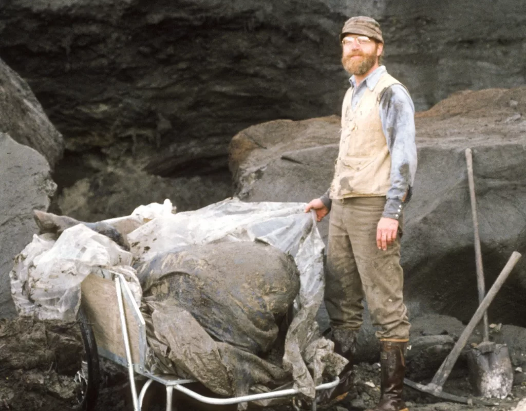 Dale Guthrie stands over the remains of Blue Babe, a steppe bison at least 50,000 years old discovered by gold miner Walter Roman in 1979. Photo by Mary Lee Guthrie.