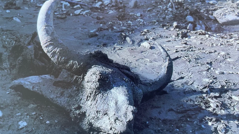 Blue Babe’s head as it appeared at Walter Roman’s gold mine in summer 1979. Photo by Dale Guthrie.